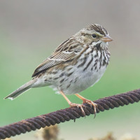 Belding's Savannah Sparrow